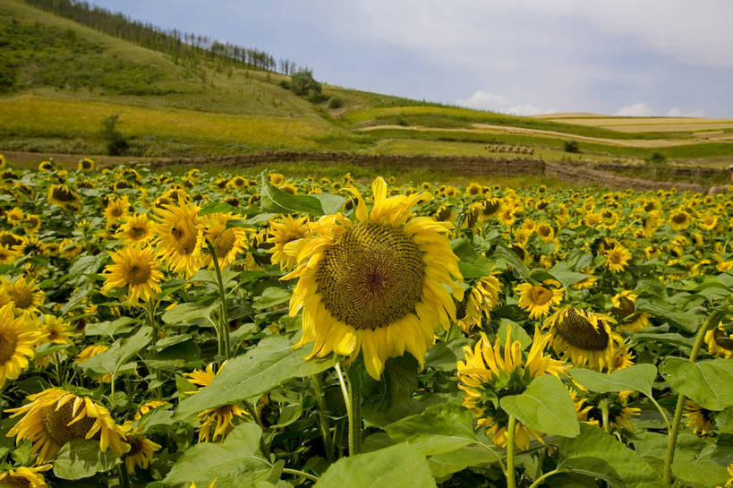 公园,农田,横图,彩色,室外,特写,白天,树林,向日葵,坝上,中国,亚洲,景观,风景,自然,蒙,摄影,远山,自然风光,东亚,内蒙古,中华人民共和国,华北地区,内蒙古自治区,赤峰,赤峰市,葵花,克旗,克什克腾旗,乌兰布通,乌兰布统,乌兰布统乡,克什克腾大草原,克什克腾世界地质公园,内蒙古克什克腾世界地质公园,乌兰布统草原,红山军马场,bj174