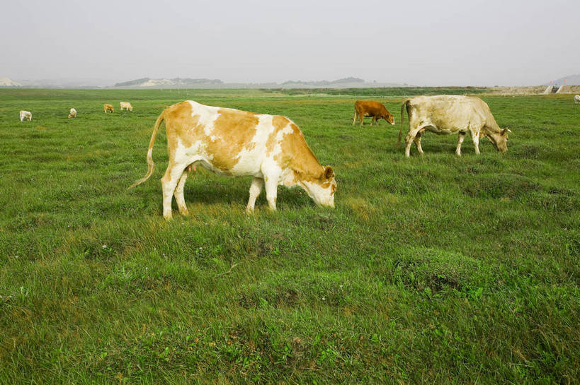 公园,横图,彩色,室外,白天,草地,草原,牛,坝上,中国,亚洲,放牧,景观,绿色,风景,天空,自然,蒙,摄影,自然风光,牧牛,东亚,游牧,内蒙古,中华人民共和国,华北地区,内蒙古自治区,赤峰,赤峰市,克旗,克什克腾旗,乌兰布通,乌兰布统,乌兰布统乡,克什克腾大草原,克什克腾世界地质公园,内蒙古克什克腾世界地质公园,乌兰布统草原,红山军马场,bj174