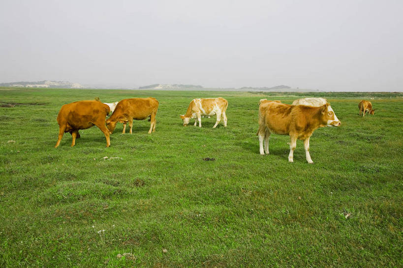 公园,横图,彩色,室外,白天,草地,草原,牛,坝上,中国,亚洲,放牧,景观,绿色,风景,天空,自然,蒙,摄影,自然风光,牧牛,东亚,游牧,内蒙古,中华人民共和国,华北地区,内蒙古自治区,赤峰,赤峰市,克旗,克什克腾旗,乌兰布通,乌兰布统,乌兰布统乡,克什克腾大草原,克什克腾世界地质公园,内蒙古克什克腾世界地质公园,乌兰布统草原,红山军马场,bj174