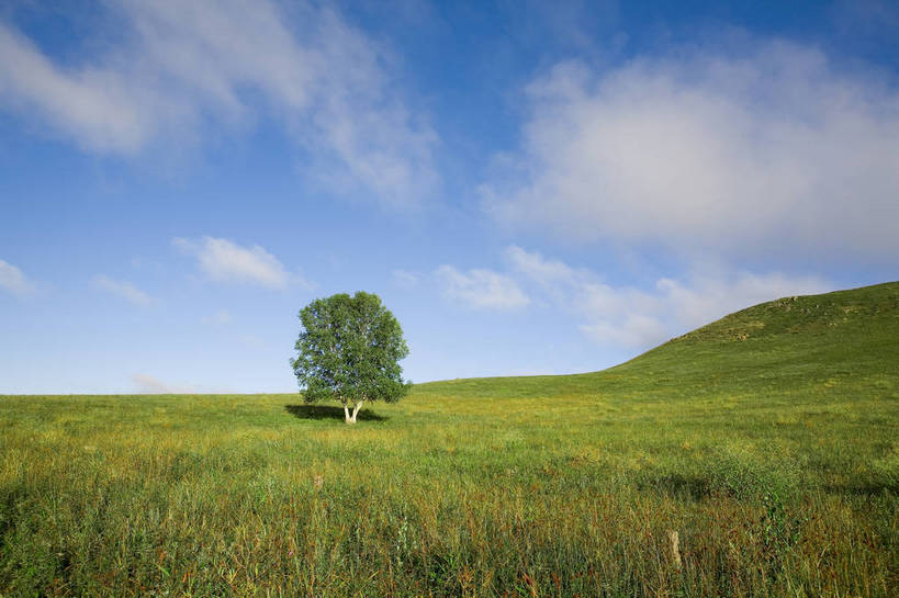 公园,横图,彩色,室外,白天,草地,草原,坝上,中国,亚洲,景观,草,树,绿色,风景,蓝天,天空,自然,一棵树,蒙,摄影,自然风光,东亚,内蒙古,中华人民共和国,华北地区,内蒙古自治区,赤峰,赤峰市,克旗,克什克腾旗,乌兰布通,乌兰布统,乌兰布统乡,克什克腾大草原,克什克腾世界地质公园,内蒙古克什克腾世界地质公园,乌兰布统草原,红山军马场,bj174