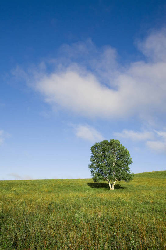 公园,竖图,彩色,室外,白天,草地,草原,坝上,中国,亚洲,景观,草,树,绿色,风景,蓝天,天空,自然,一棵树,蒙,摄影,自然风光,东亚,内蒙古,中华人民共和国,华北地区,内蒙古自治区,赤峰,赤峰市,克旗,克什克腾旗,乌兰布通,乌兰布统,乌兰布统乡,克什克腾大草原,克什克腾世界地质公园,内蒙古克什克腾世界地质公园,乌兰布统草原,红山军马场,bj174