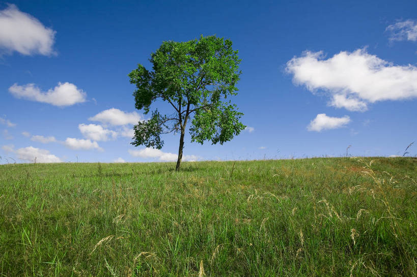 公园,横图,彩色,室外,白天,草地,草原,坝上,中国,亚洲,景观,草,树,绿色,风景,蓝天,天空,自然,一棵树,蒙,摄影,自然风光,东亚,内蒙古,中华人民共和国,华北地区,内蒙古自治区,赤峰,赤峰市,克旗,克什克腾旗,乌兰布通,乌兰布统,乌兰布统乡,克什克腾大草原,克什克腾世界地质公园,内蒙古克什克腾世界地质公园,乌兰布统草原,红山军马场,bj174