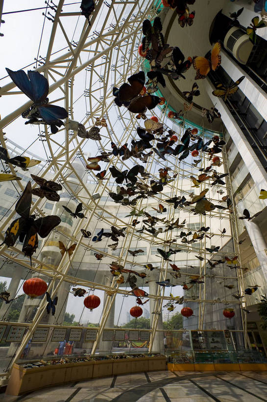 竖图,彩色,室内,特写,白天,仰视,旅游,度假,名胜古迹,标志建筑,地标,建筑,蝴蝶,上海,中国,亚洲,局部,遗迹,标本,景观,古迹,文物,娱乐,建设,古建筑,浦东,享受,休闲,旅游胜地,放松,竖,摄影,上海科技馆,部分,申,浦东新区,世纪大道,古文明,东亚,上海市,中华人民共和国,沪,华东地区,旅行,上海浦东新区青少年活动中心,bj174