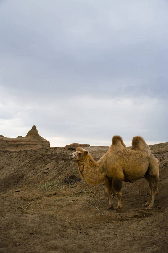 无人,竖图,彩色,室外,特写,白天,旅游,度假,名胜古迹,峡谷,标志建筑,地标,建筑,中国,亚洲,遗迹,古迹,文物,娱乐,建设,古建筑,骆驼,自然,奇石,享受,休闲,旅游胜地,放松,竖,摄影,自然风光,古文明,东亚,地貌,魔鬼城,新疆,乌尔禾风城,克拉玛依,中华人民共和国,新疆维吾尔自治区,西北地区,克拉玛依市,石头城,旅行,准噶尔,准噶尔盆地,地质,新,bj174