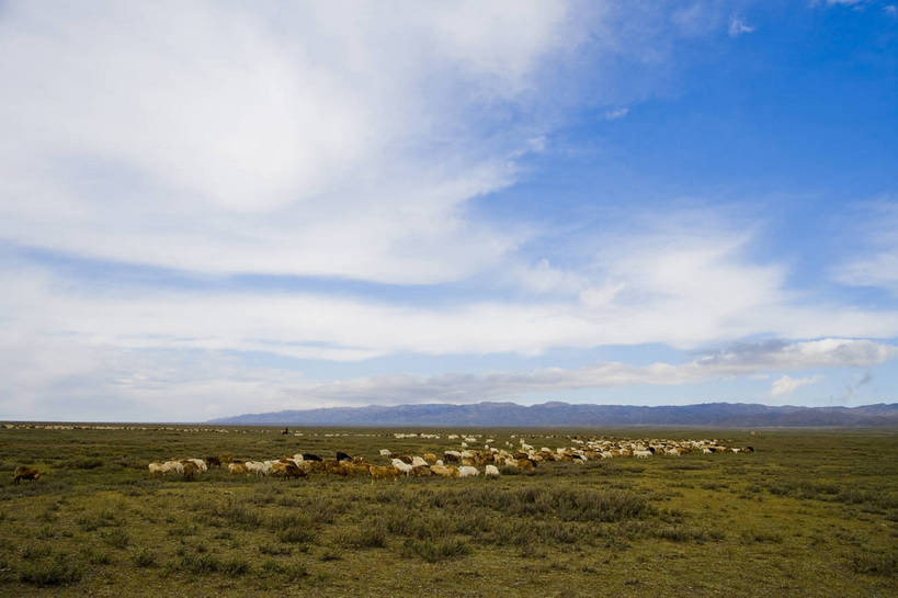 无人,横图,彩色,室外,白天,草原,美景,田园,羊,中国,亚洲,放牧,民俗,景观,羊群,自然,景色,摄影,自然风光,东亚,游牧,新疆,中华人民共和国,阿勒泰,bj174