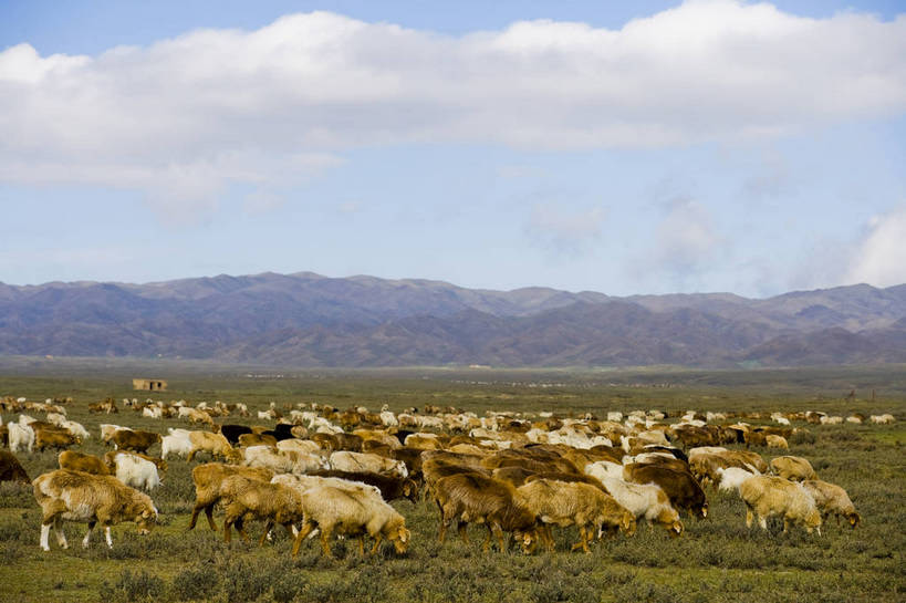 无人,横图,彩色,室外,白天,草原,美景,田园,羊,中国,亚洲,放牧,民俗,景观,羊群,自然,景色,摄影,自然风光,东亚,游牧,新疆,中华人民共和国,阿勒泰,bj174