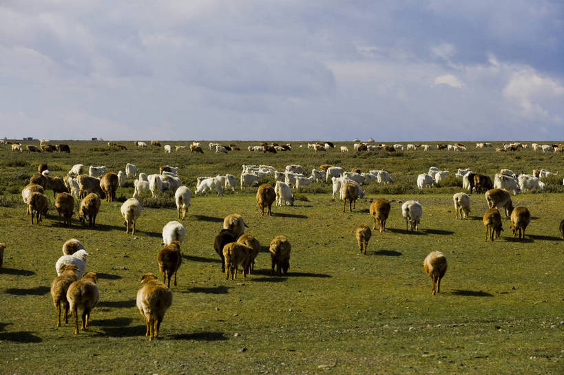 无人,横图,彩色,室外,白天,草原,美景,田园,羊,中国,亚洲,放牧,民俗,景观,羊群,自然,景色,摄影,自然风光,东亚,游牧,新疆,中华人民共和国,阿勒泰,bj174
