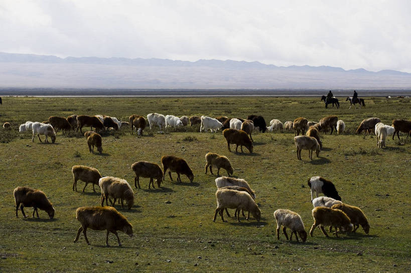 横图,彩色,室外,白天,草原,美景,田园,羊,中国,亚洲,放牧,民俗,景观,羊群,自然,景色,摄影,自然风光,东亚,游牧,新疆,中华人民共和国,阿勒泰,bj174