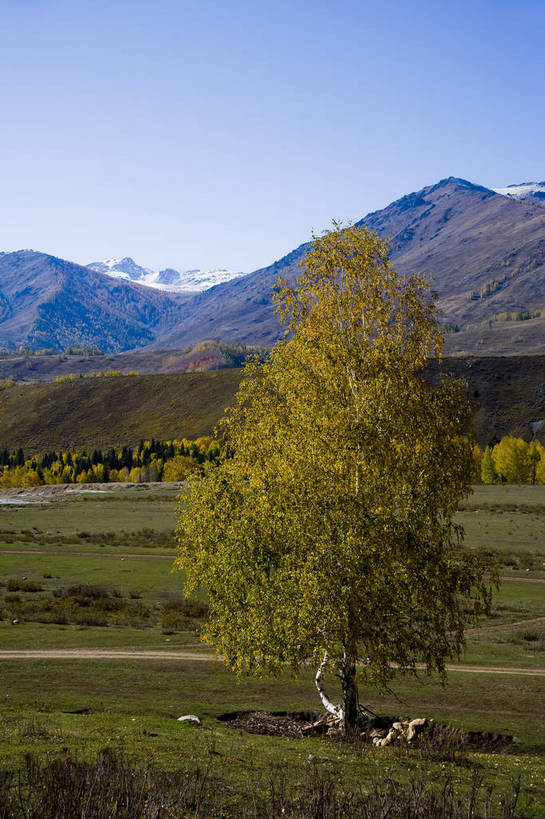 无人,竖图,彩色,室外,白天,旅游,度假,草原,名胜古迹,树林,标志建筑,地标,建筑,中国,亚洲,遗迹,古迹,文物,娱乐,建设,古建筑,树,自然,一棵树,享受,休闲,旅游胜地,放松,竖,摄影,远山,自然风光,杉树,古文明,东亚,新疆,中华人民共和国,阿勒泰,旅行,禾木,bj174