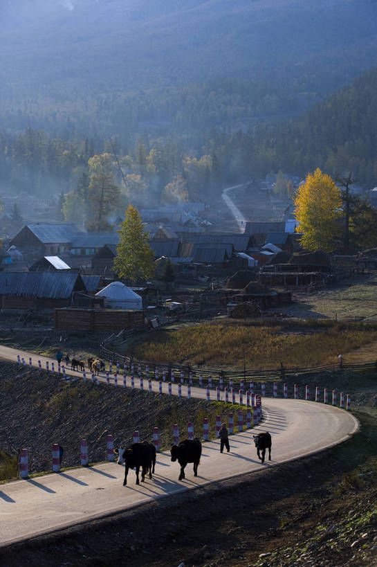 木屋,竖图,彩色,室外,白天,旅游,度假,美景,名胜古迹,树林,田园,标志建筑,道路,地标,建筑,牛,羊,中国,亚洲,放牧,遗迹,帐篷,景观,古迹,文物,娱乐,建设,炊烟,古建筑,民居,树木,自然,村庄,享受,休闲,旅游胜地,景色,放松,竖,摄影,自然风光,杉树,古文明,东亚,蒙古包,新疆,中华人民共和国,阿勒泰,马路,旅行,白哈巴,bj174