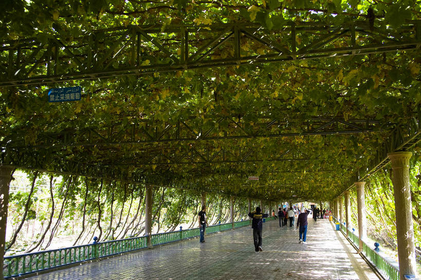 横图,彩色,室外,白天,农业,农作物,葡萄,中国,亚洲,葡萄园,摄影,参观,东亚,种植园,吐鲁番,新疆,中华人民共和国,bj174