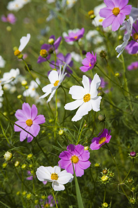 无人,竖图,彩色,室外,特写,白天,旅游,植物,中国,亚洲,野花,美丽,花,自然,竖,摄影,东亚,宁夏,银川,中华人民共和国,西北地区,宁夏回族自治区,宁,石嘴山,石嘴山市,自然景观,旅行,沙湖,沙湖生态旅游区,平罗,平罗县,bj174