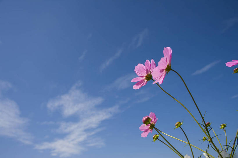 无人,横图,彩色,室外,特写,白天,旅游,植物,中国,亚洲,野花,美丽,花,自然,摄影,东亚,宁夏,银川,中华人民共和国,西北地区,宁夏回族自治区,宁,石嘴山,石嘴山市,自然景观,旅行,沙湖,沙湖生态旅游区,平罗,平罗县,bj174