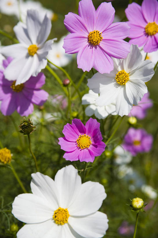 无人,竖图,彩色,室外,特写,白天,旅游,植物,中国,亚洲,野花,美丽,花,自然,竖,摄影,东亚,宁夏,银川,中华人民共和国,西北地区,宁夏回族自治区,宁,石嘴山,石嘴山市,自然景观,旅行,沙湖,沙湖生态旅游区,平罗,平罗县,bj174