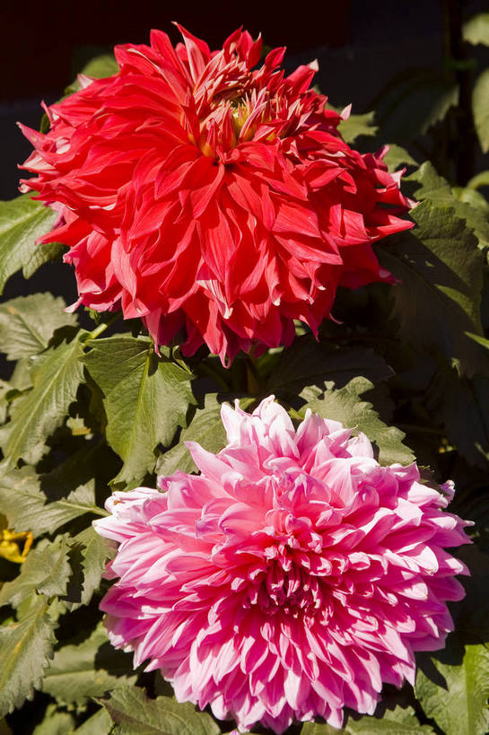 无人,竖图,彩色,室外,特写,白天,植物,北京,中国,亚洲,鲜艳,花朵,花卉,自然,菊花,竖,摄影,菊,东亚,中华人民共和国,中山公园,bj174