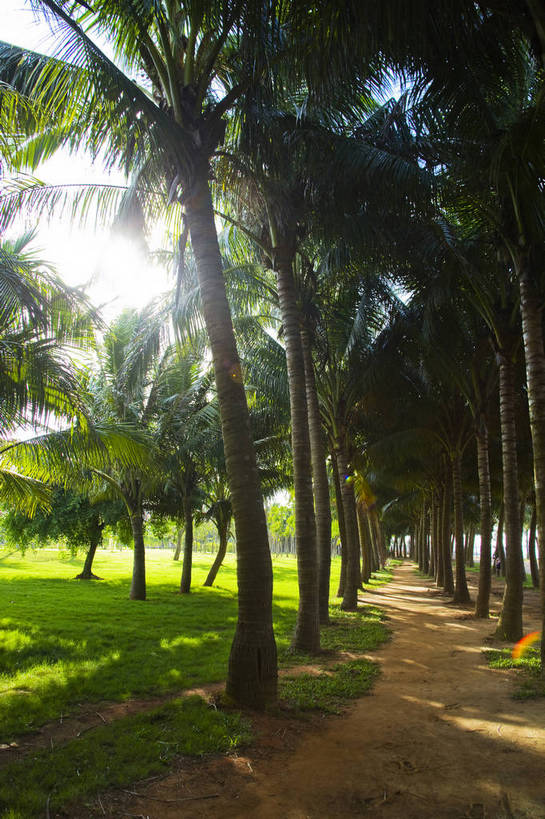 公园,竖图,彩色,室外,白天,旅游,草坪,树林,植物,椰树,叶子,中国,亚洲,景观,绿叶,树,树木,海南,绿色,天空,自然,绿地,休闲,嫩叶,旅游胜地,竖,摄影,海南省,生长,成长,东亚,中华人民共和国,华南地区,省会,海口,海口市,琼,叶,叶片,棕榈,椰子树,旅行,龙华区,万绿园,bj174