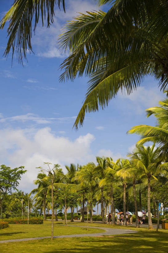 无人,公园,竖图,彩色,室外,白天,旅游,草坪,树林,植物,椰树,叶子,中国,亚洲,景观,绿叶,树,树木,海南,绿色,天空,自然,绿地,休闲,嫩叶,旅游胜地,竖,摄影,海南省,生长,成长,度假村,东亚,中华人民共和国,华南地区,琼,叶,叶片,棕榈,椰子树,旅行,博鳌,博鳌镇,琼东,琼海,琼海市,亚洲论坛国际会议中心,bj174