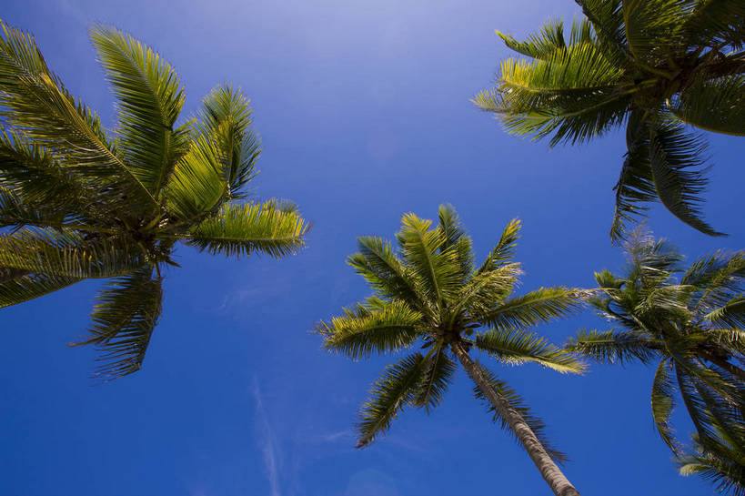 无人,横图,彩色,室外,特写,白天,仰视,旅游,椰树,三亚,中国,亚洲,云,海南,天空,自然,休闲,旅游胜地,摄影,风光,海滨,东亚,中华人民共和国,旅行,蜈支洲岛,bj174