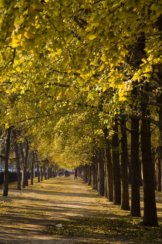 竖图,彩色,室外,特写,白天,旅游,树林,道路,银杏树,北京,中国,亚洲,景观,小路,落叶,竖,摄影,东亚,中华人民共和国,旅行,bj174