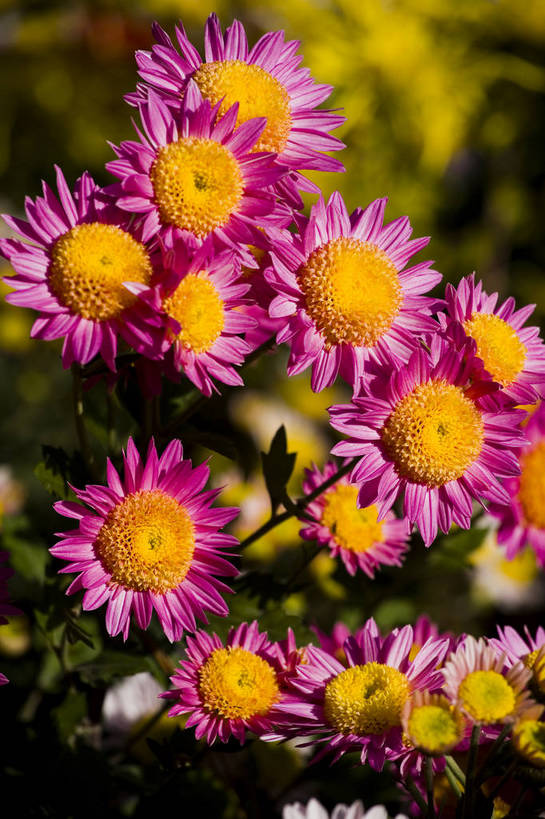 无人,竖图,彩色,室外,特写,白天,植物,美丽,花,花朵,花卉,自然,菊花,竖,摄影,bj174