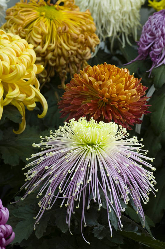 无人,竖图,彩色,室外,特写,白天,植物,美丽,花,花朵,花卉,自然,菊花,竖,摄影,bj174