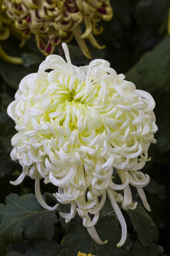 无人,竖图,彩色,室外,特写,白天,植物,美丽,花,花朵,花卉,自然,菊花,竖,摄影,bj174