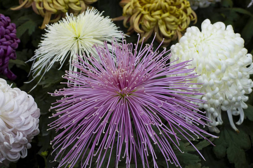 无人,横图,彩色,室外,特写,白天,植物,美丽,花,花朵,花卉,自然,菊花,摄影,bj174