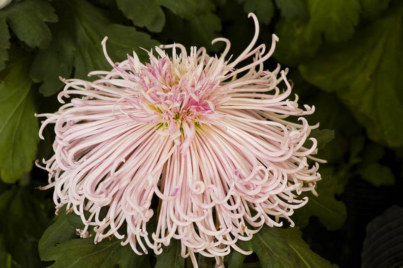 无人,横图,彩色,室外,特写,白天,植物,美丽,花,花朵,花卉,自然,菊花,摄影,bj174