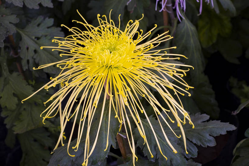 无人,横图,彩色,室外,特写,白天,植物,美丽,花,花朵,花卉,自然,菊花,摄影,bj174