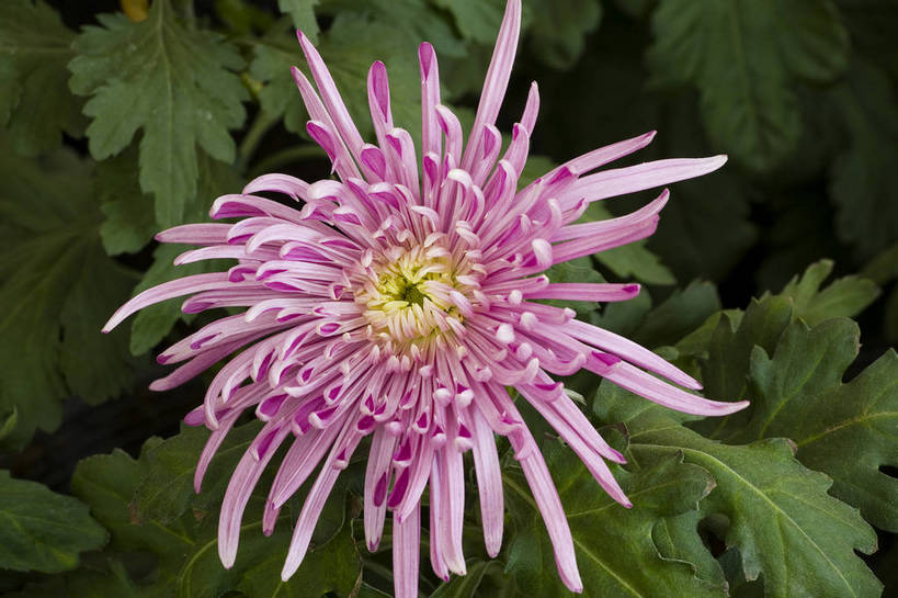 无人,横图,彩色,室外,特写,白天,植物,美丽,花,花朵,花卉,自然,菊花,摄影,bj174