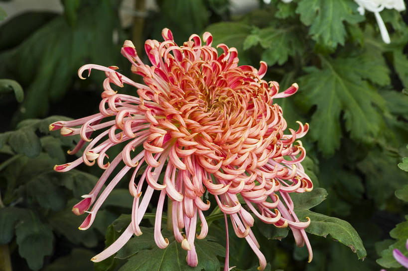 无人,横图,彩色,室外,特写,白天,植物,美丽,花,花朵,花卉,自然,菊花,摄影,bj174