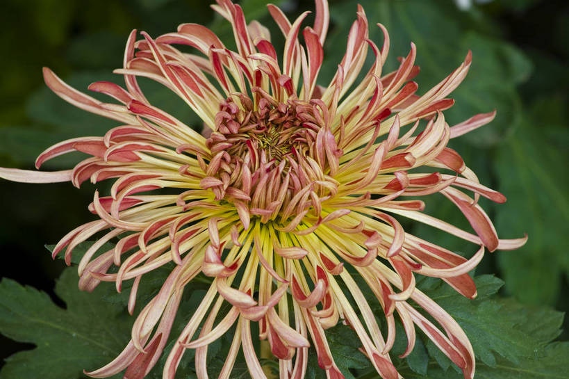 无人,横图,彩色,室外,特写,白天,植物,美丽,花,花朵,花卉,自然,菊花,摄影,bj174