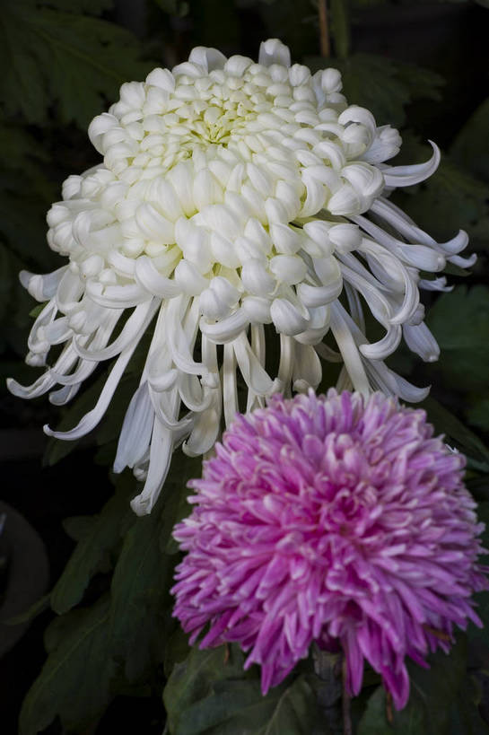 无人,竖图,彩色,室外,特写,白天,植物,美丽,花,花朵,花卉,自然,菊花,竖,摄影,bj174