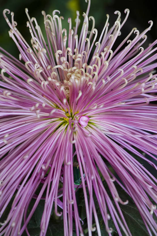 无人,竖图,彩色,室外,特写,白天,植物,美丽,花,花朵,花卉,自然,菊花,竖,摄影,bj174