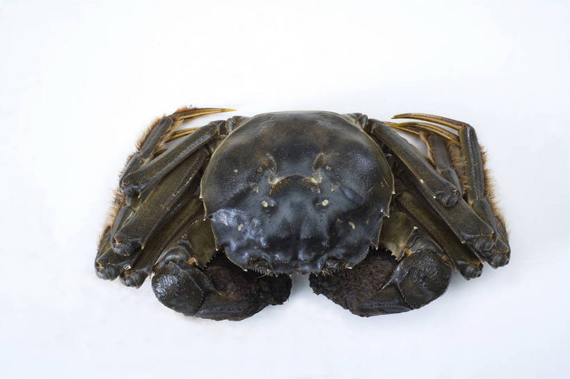 蟹,无人,横图,彩色,室外,特写,白天,螃蟹,食品,美食,动物,菊花,摄影,bj174