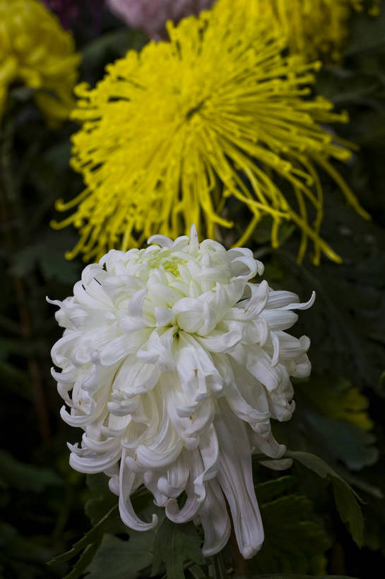 无人,竖图,彩色,室外,特写,白天,植物,美丽,花,花朵,花卉,自然,菊花,竖,摄影,bj174
