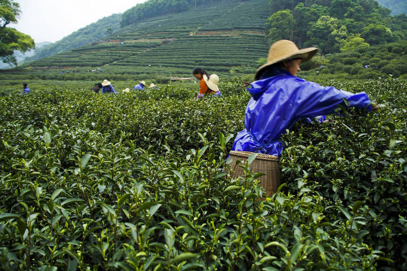 农民,横图,彩色,室外,特写,白天,旅游,农业,美景,山,田园,中国,亚洲,图片,景观,茶园,采茶,浙江,浙江省,自然,旅游胜地,景色,摄影,杭州,茶树,自然风光,东亚,杭州市,中华人民共和国,华东地区,省会,浙,茶山,西湖区,佃农,农场主,农夫,农工,乡下人,小农,庄稼人,旅行,梅家坞,bj174
