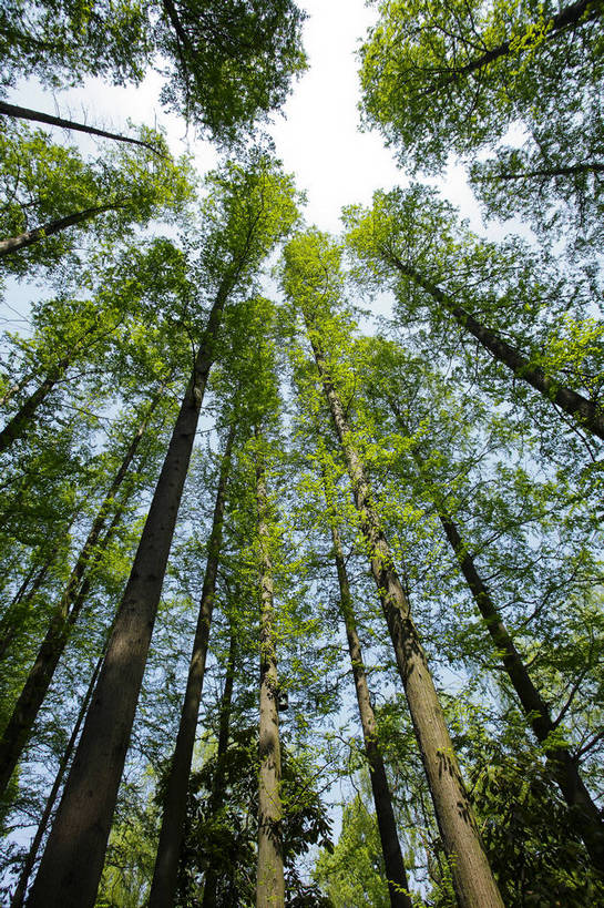 竖图,彩色,室外,特写,白天,仰视,旅游,草地,树林,中国,图片,浙江,树木,天空,旅游胜地,摄影,杭州,东亚,旅行,bj174