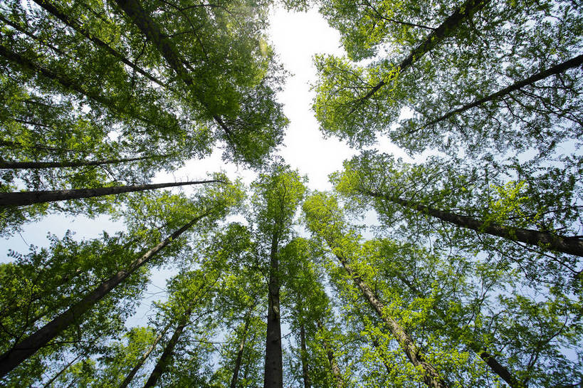 横图,彩色,室外,特写,白天,仰视,旅游,草地,树林,中国,图片,浙江,树木,天空,旅游胜地,摄影,杭州,东亚,旅行,bj174