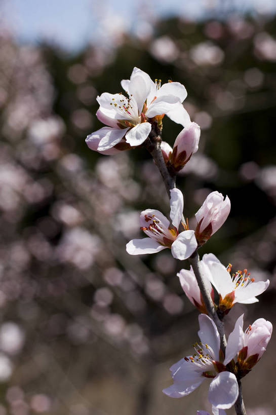 竖图,彩色,室外,特写,白天,樱花,北京,中国,局部,图片,花,花卉,自然,竖,摄影,一支,东亚,bj174