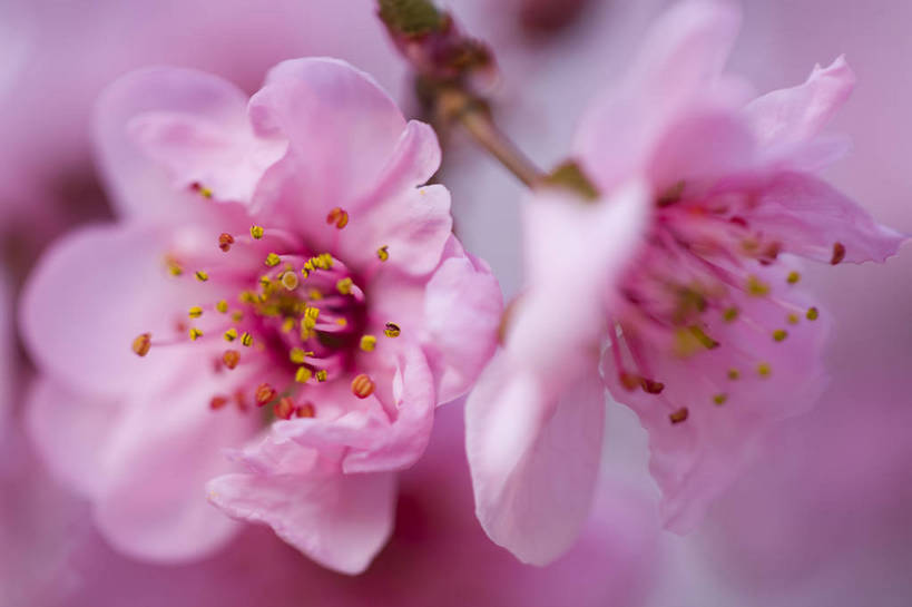 横图,彩色,室外,特写,白天,樱花,北京,中国,局部,图片,花,花朵,花卉,自然,摄影,东亚,bj174