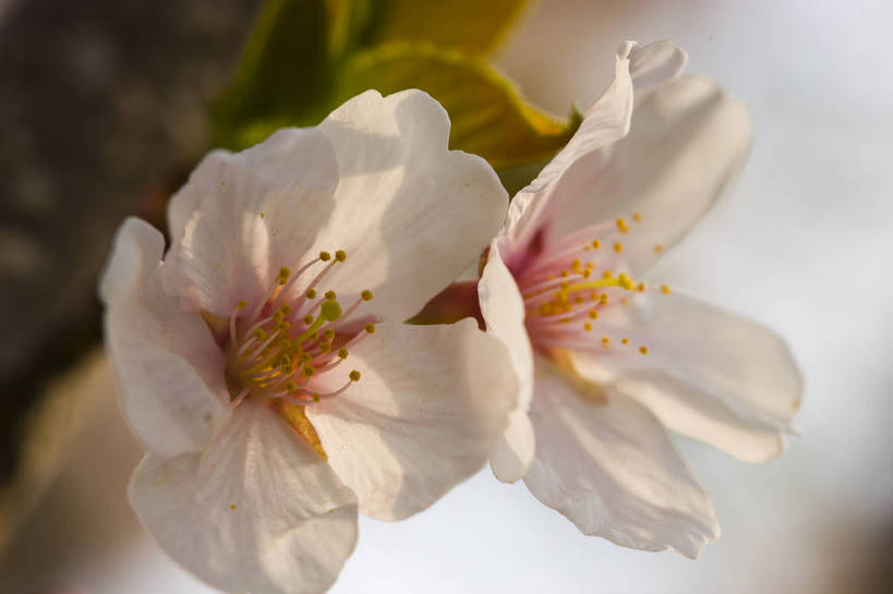 横图,彩色,室外,特写,白天,樱花,北京,中国,局部,图片,花,花朵,花卉,自然,摄影,东亚,bj174