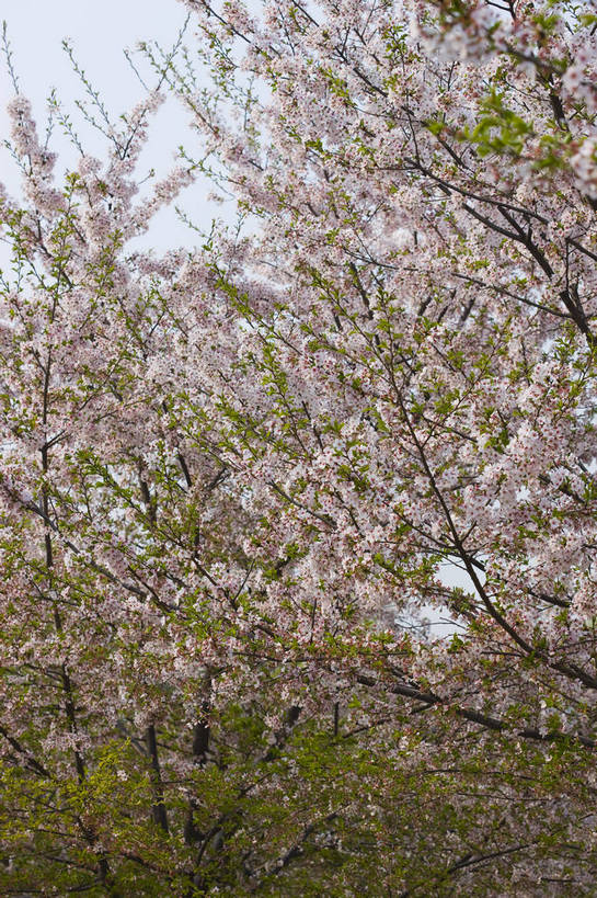 竖图,彩色,室外,白天,樱花,北京,中国,图片,樱花树,花,花卉,树,树枝,自然,竖,摄影,东亚,bj174