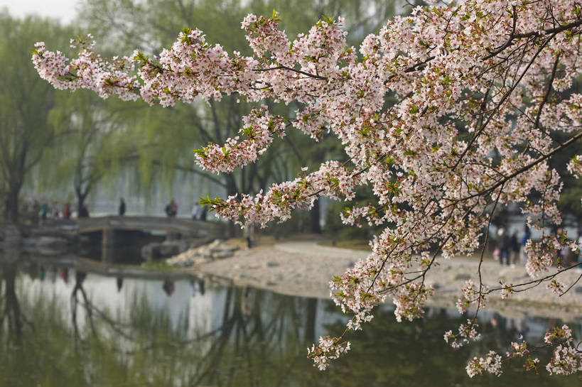横图,彩色,室外,白天,树林,樱花,北京,中国,图片,小河,桥,樱花树,石桥,花,花卉,树,自然,摄影,东亚,bj174