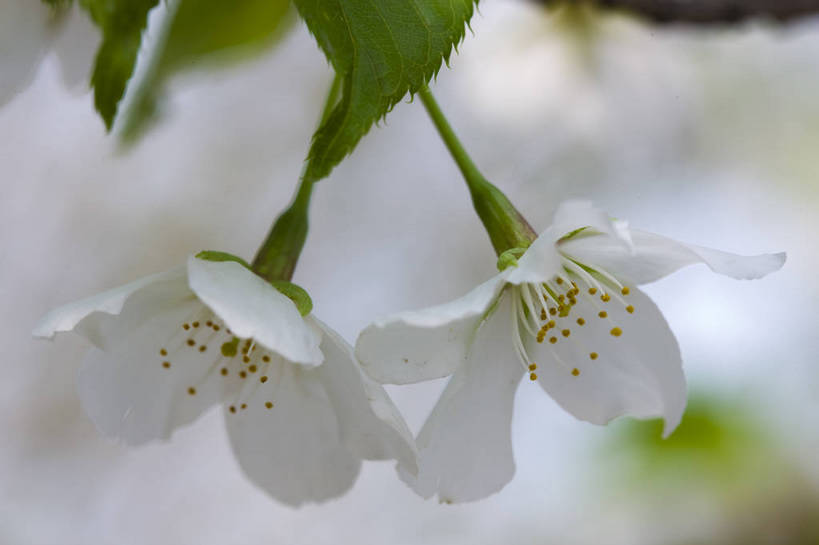 横图,彩色,室外,特写,白天,樱花,北京,中国,局部,图片,花,花朵,花卉,自然,摄影,东亚,bj174