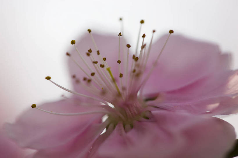 横图,彩色,室外,特写,白天,桃花,北京,中国,局部,图片,花,花朵,花卉,自然,摄影,东亚,bj174