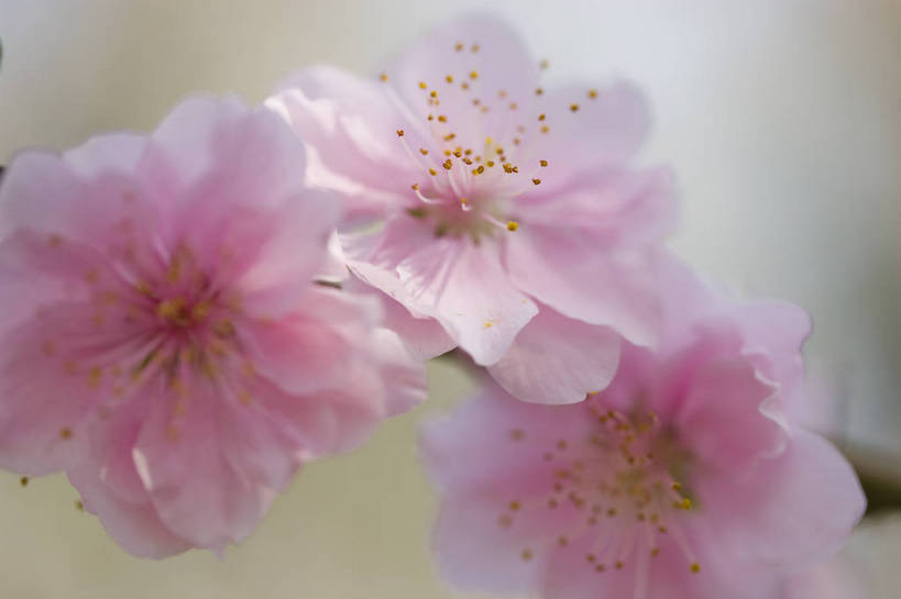 横图,彩色,室外,特写,白天,桃花,北京,中国,局部,图片,花,花朵,花卉,自然,摄影,东亚,bj174