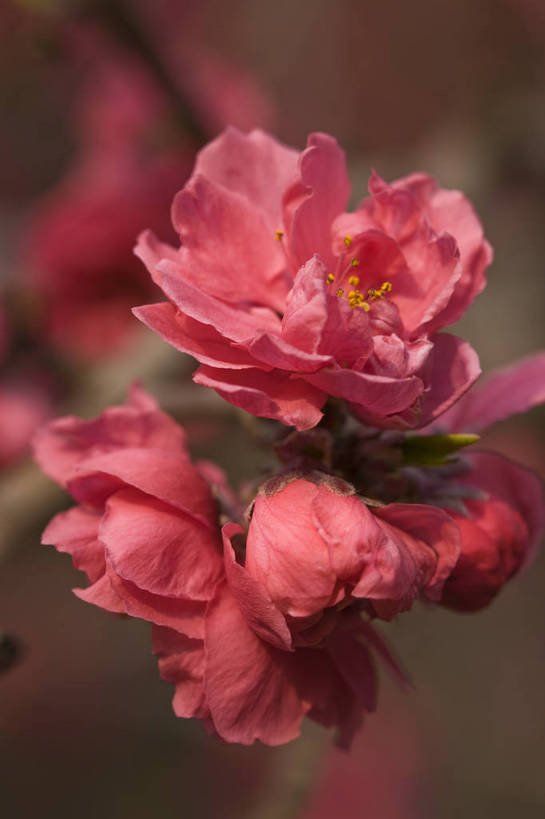 竖图,彩色,室外,特写,白天,桃花,北京,中国,局部,图片,花,花朵,花卉,自然,竖,摄影,东亚,bj174