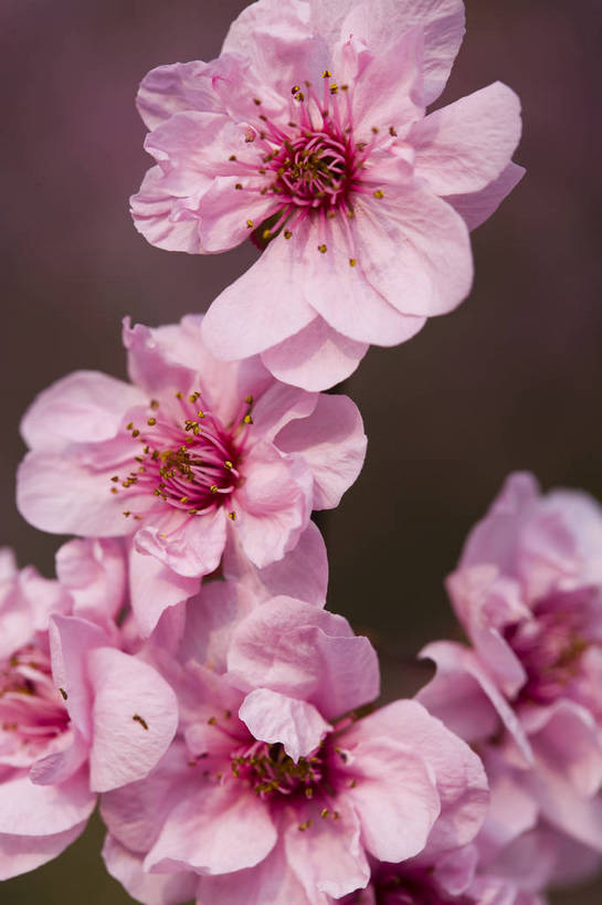 竖图,彩色,室外,特写,白天,桃花,北京,中国,局部,图片,花,花朵,花卉,自然,竖,摄影,东亚,bj174