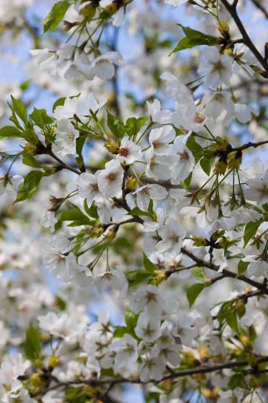 竖图,彩色,室外,白天,桃花,北京,中国,图片,花,花卉,树,树枝,桃树,自然,竖,摄影,东亚,bj174